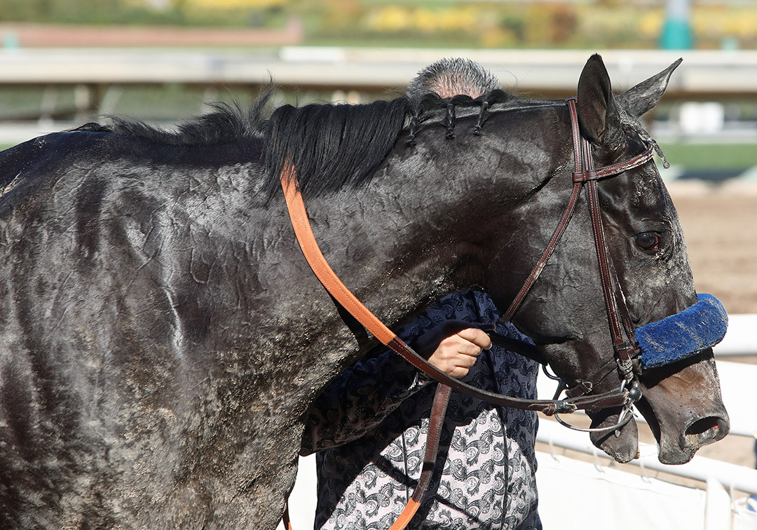 Medina Spirit at Santa Anita Park on March 6