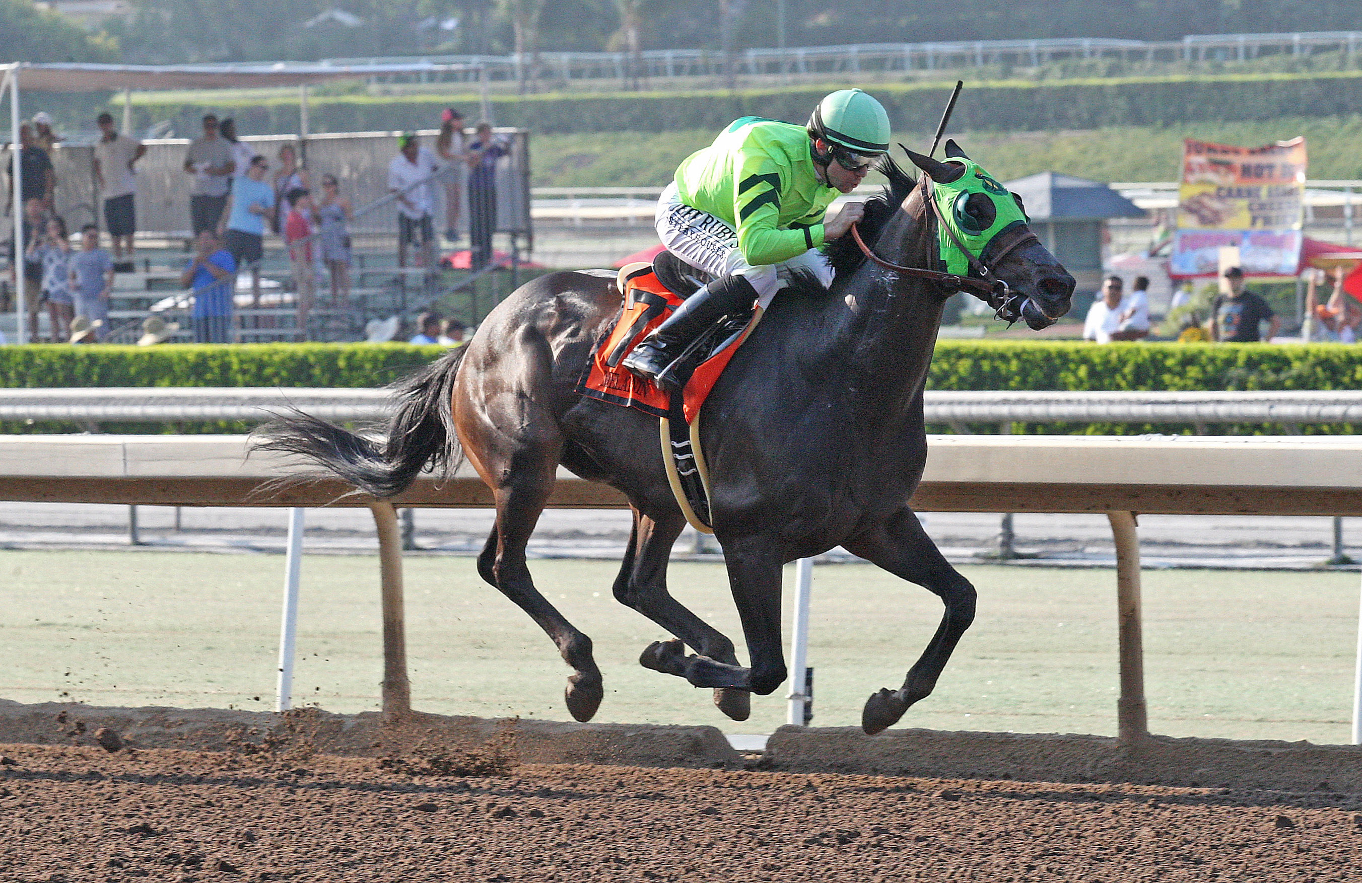 Melatonin wins the Gold Cup