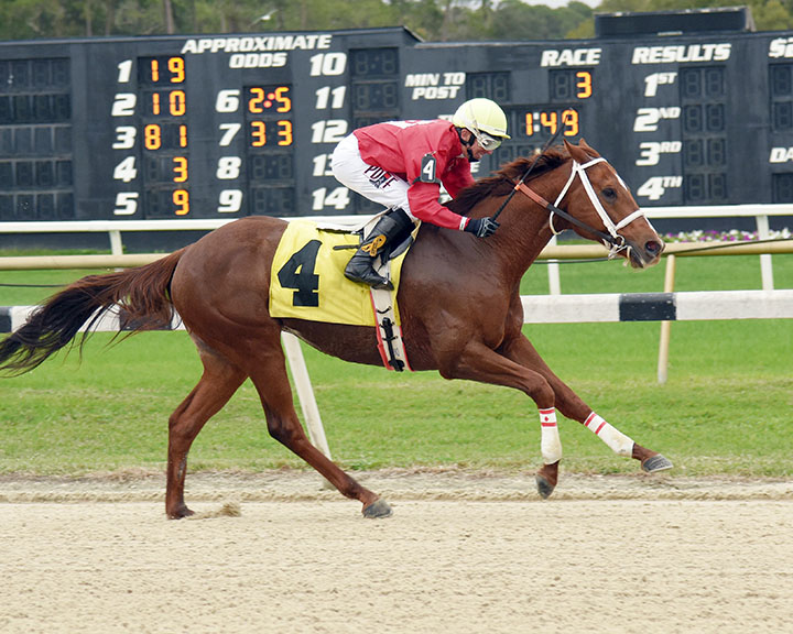 Merango Tango wins a Dec. 27, 2019, claiming race at Tampa Bay Downs