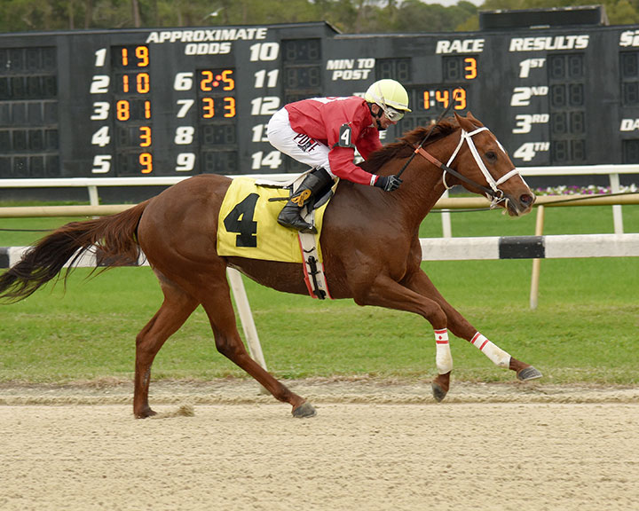 Merango Tango wins a Dec. 27, 2019, claiming race at Tampa Bay Downs