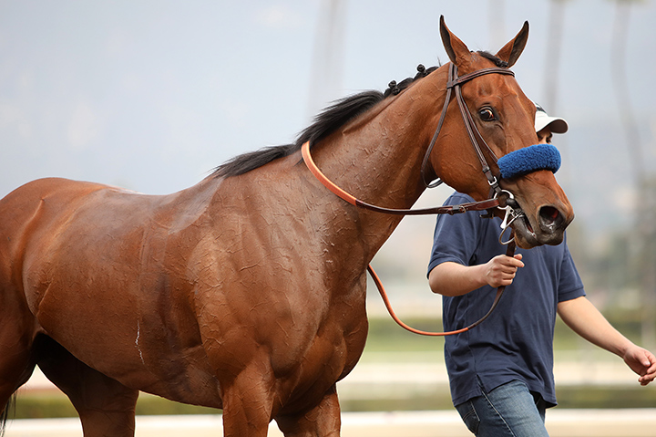 Merneith at Santa Anita Park on Jan. 20