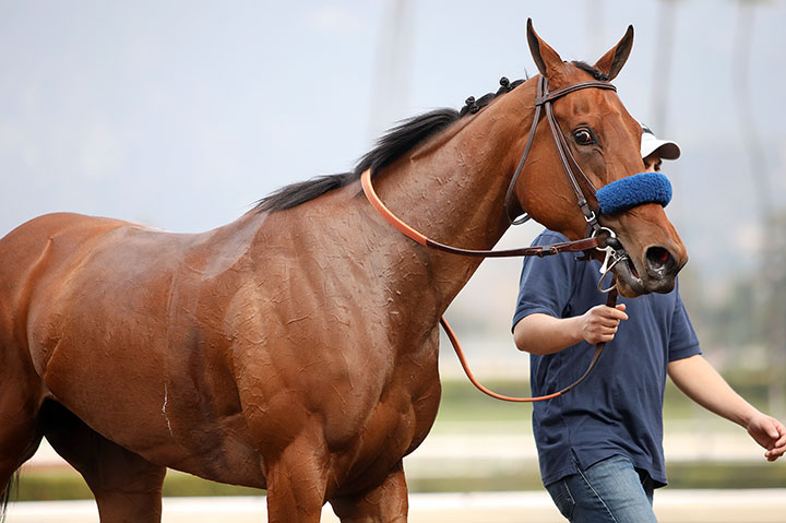 Merneith at Santa Anita Park on Jan. 20