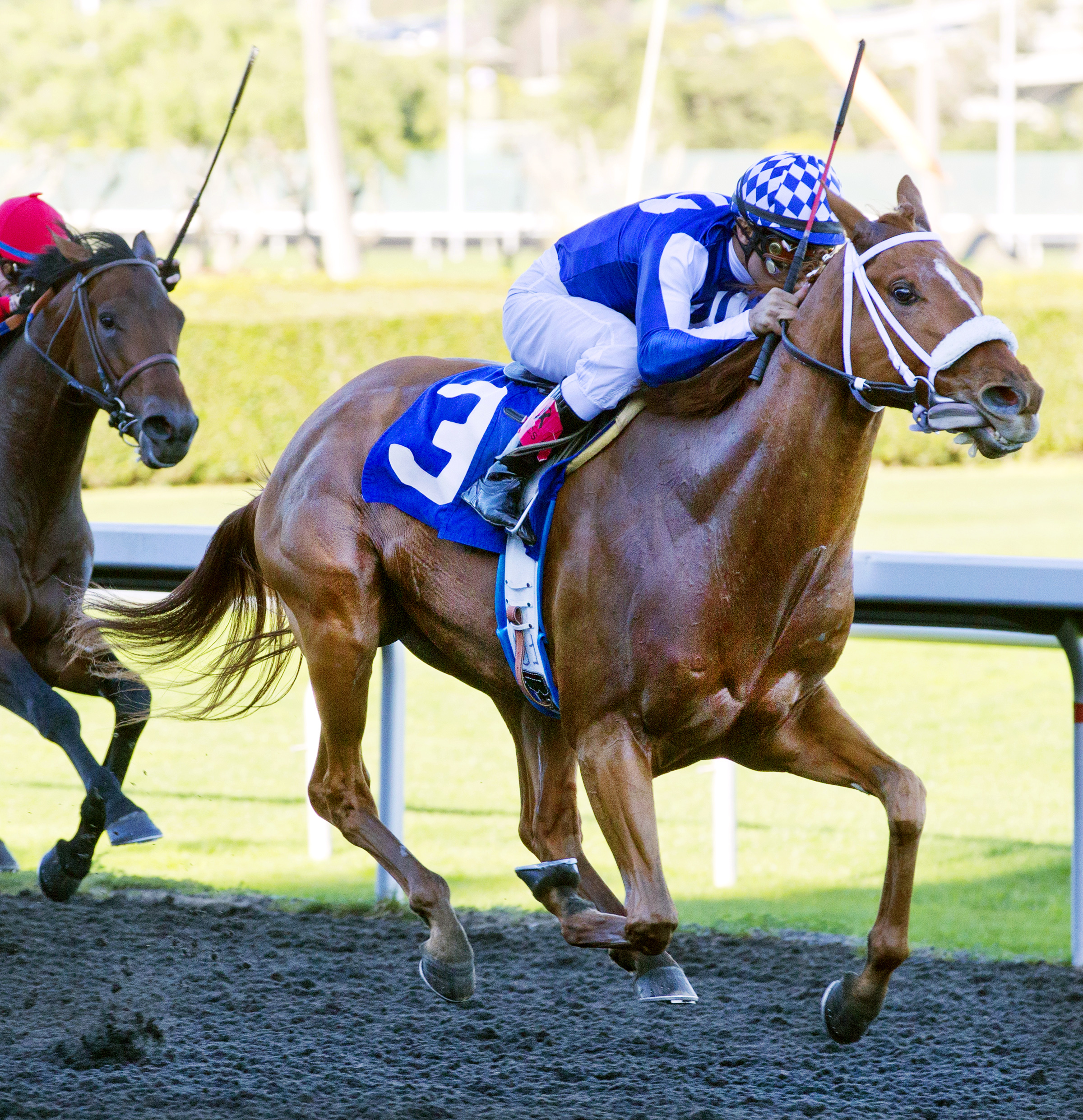Metaboss wins the El Camino Real