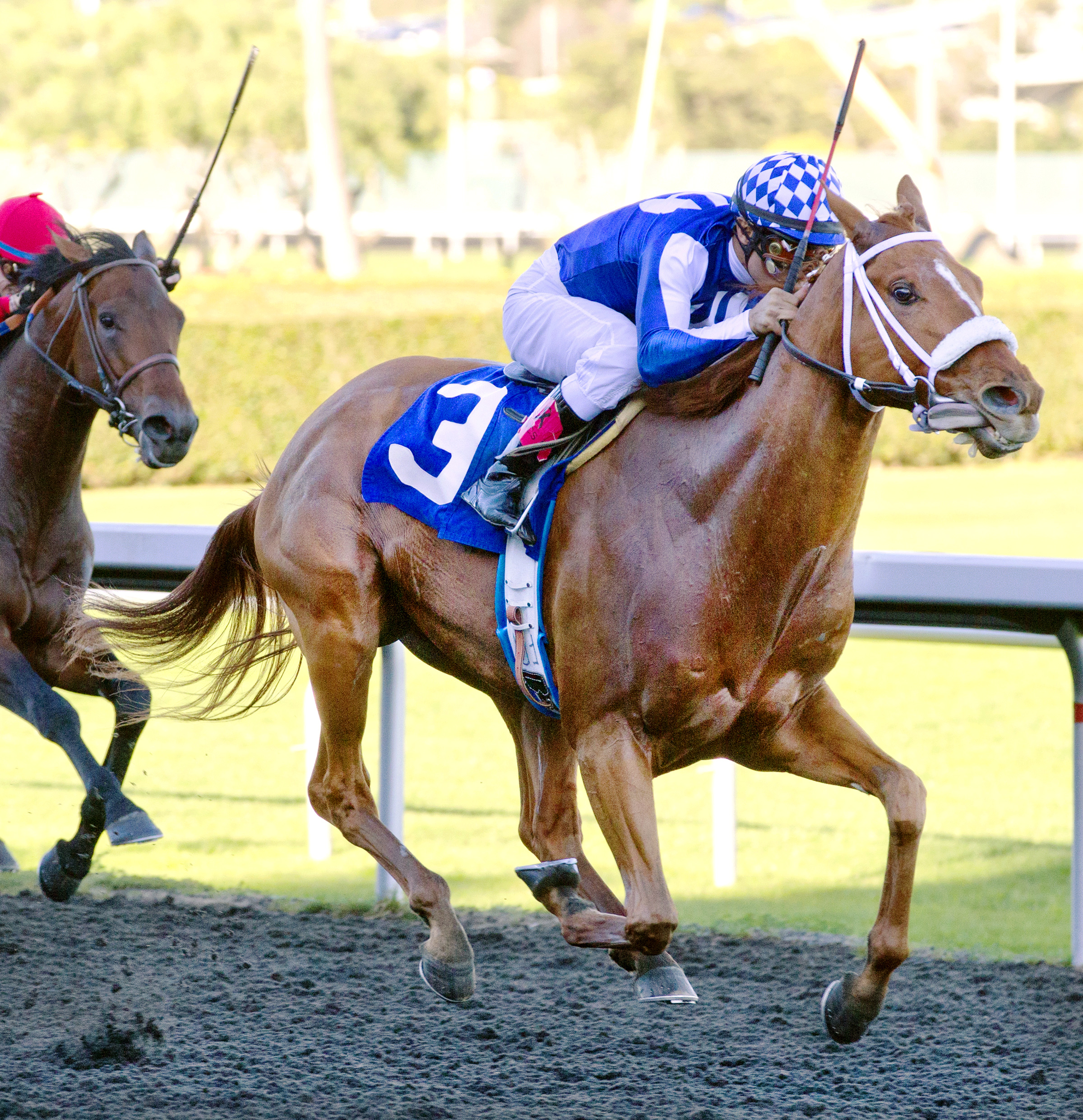 Metaboss wins the El Camino Real