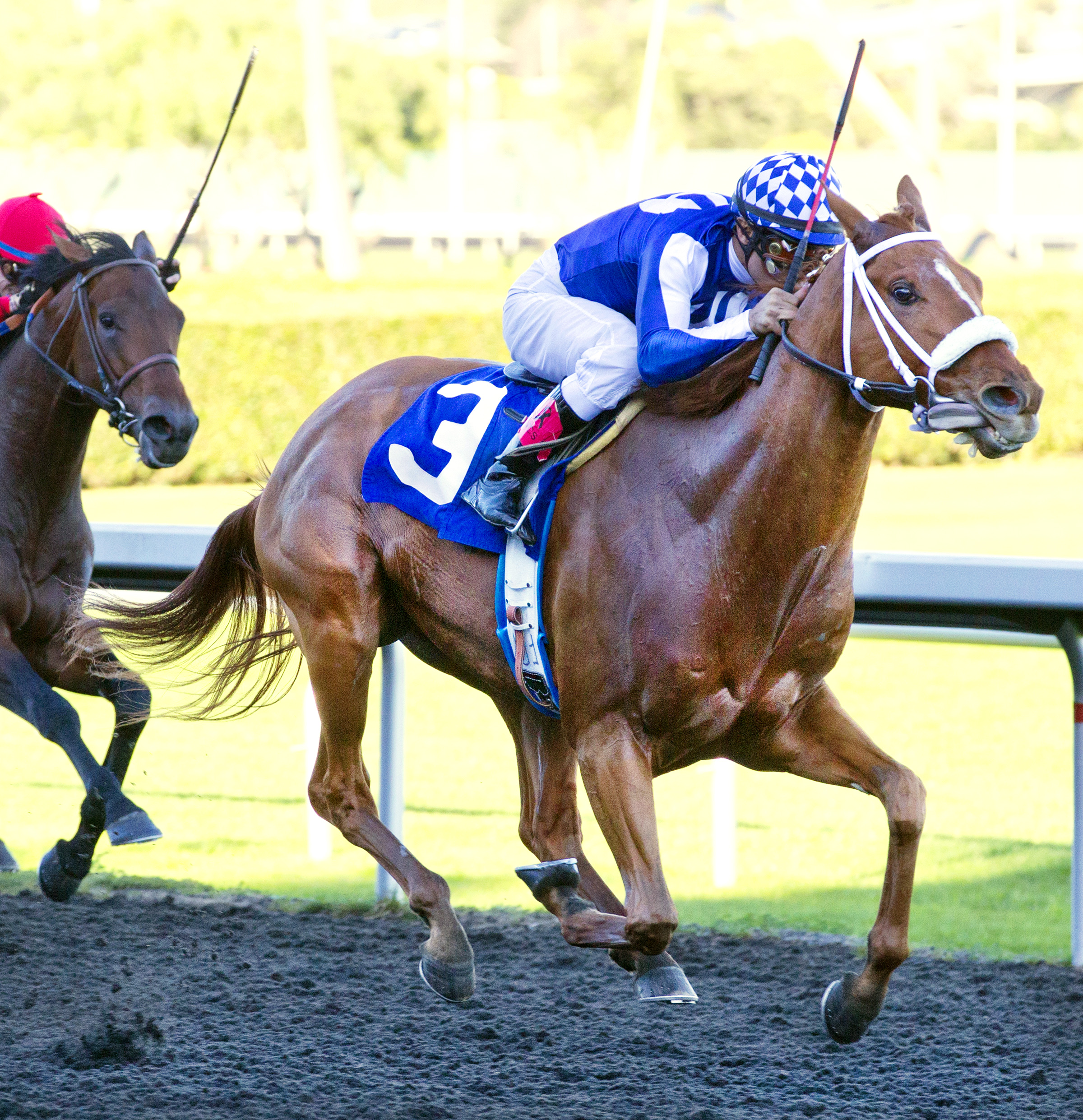Metaboss wins the 2015 El Camino Real Derby