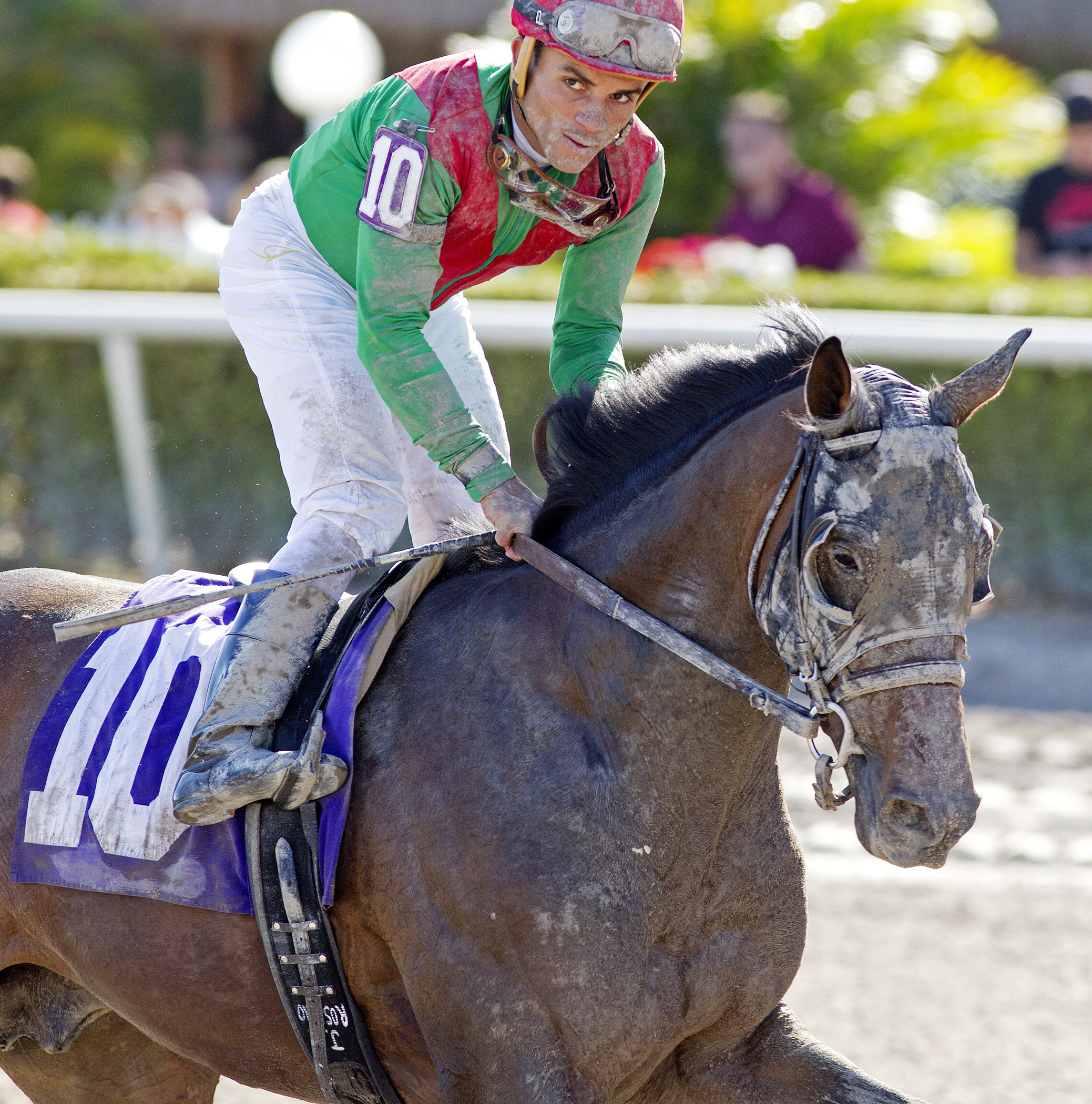 Mexikoma after a 2014 optional claiming race