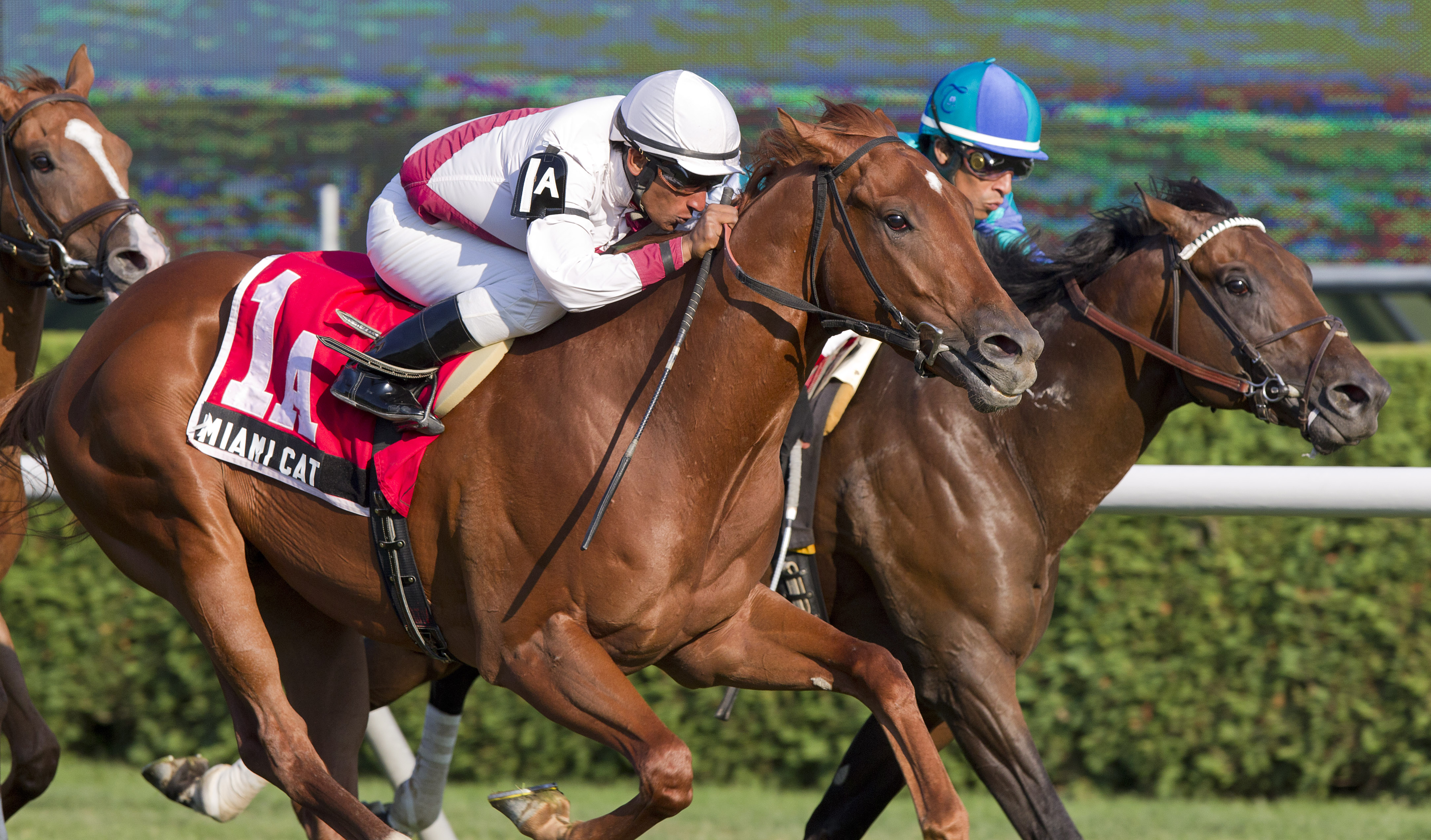 Miami Cat/Equalize