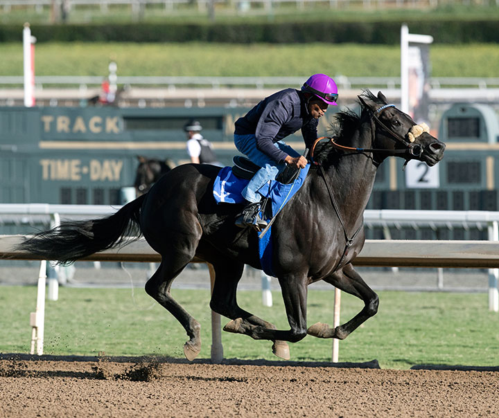 Midcourt trains at Santa Anita Park on Oct. 21