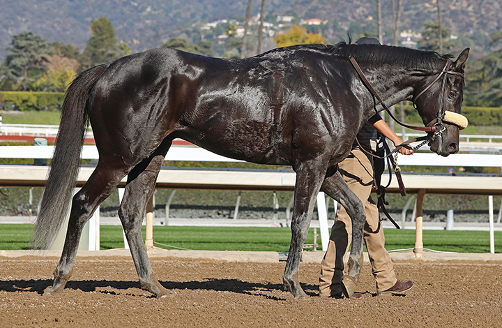 Midcourt at Santa Anita Park on Dec. 28
