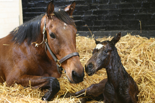 Midday first foal