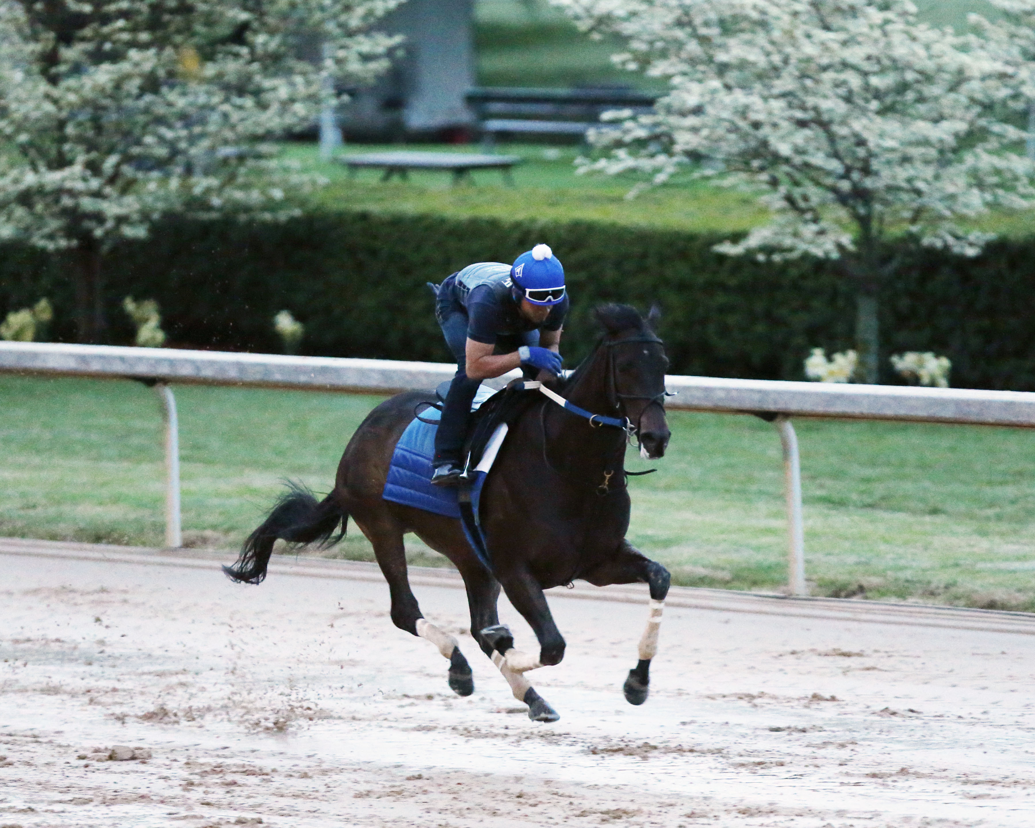 Midnight Bisou works at Oaklawn Park on 4.8.19