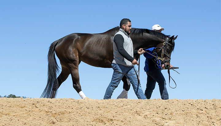 Midnight Bisou at Oaklawn Park on March 15