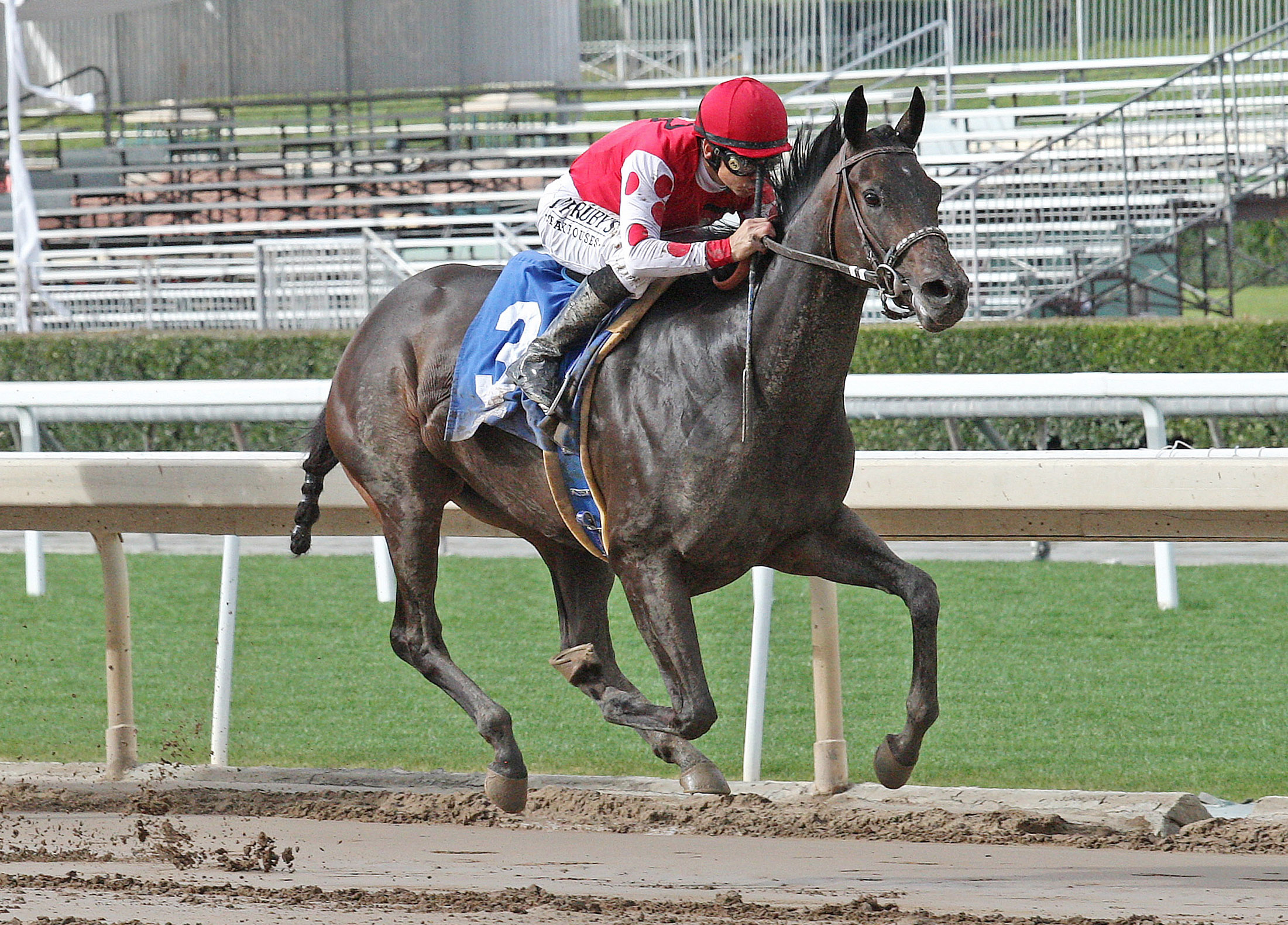 Midnight Bisou wins the 2018 Santa Ysabel