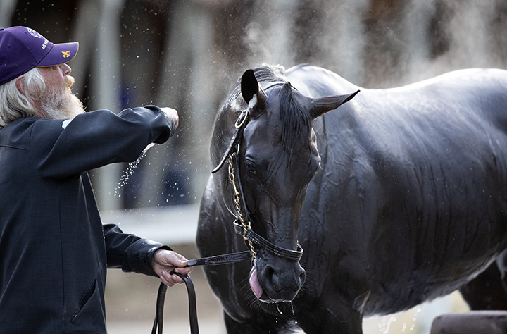 Midnight Bisou at Saratoga Race Course on Aug. 12