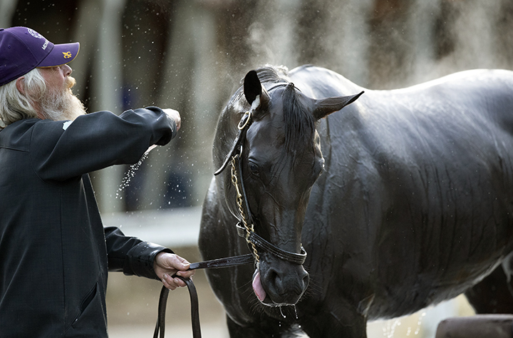 Midnight Bisou gets a bath at Saratoga Race Course
