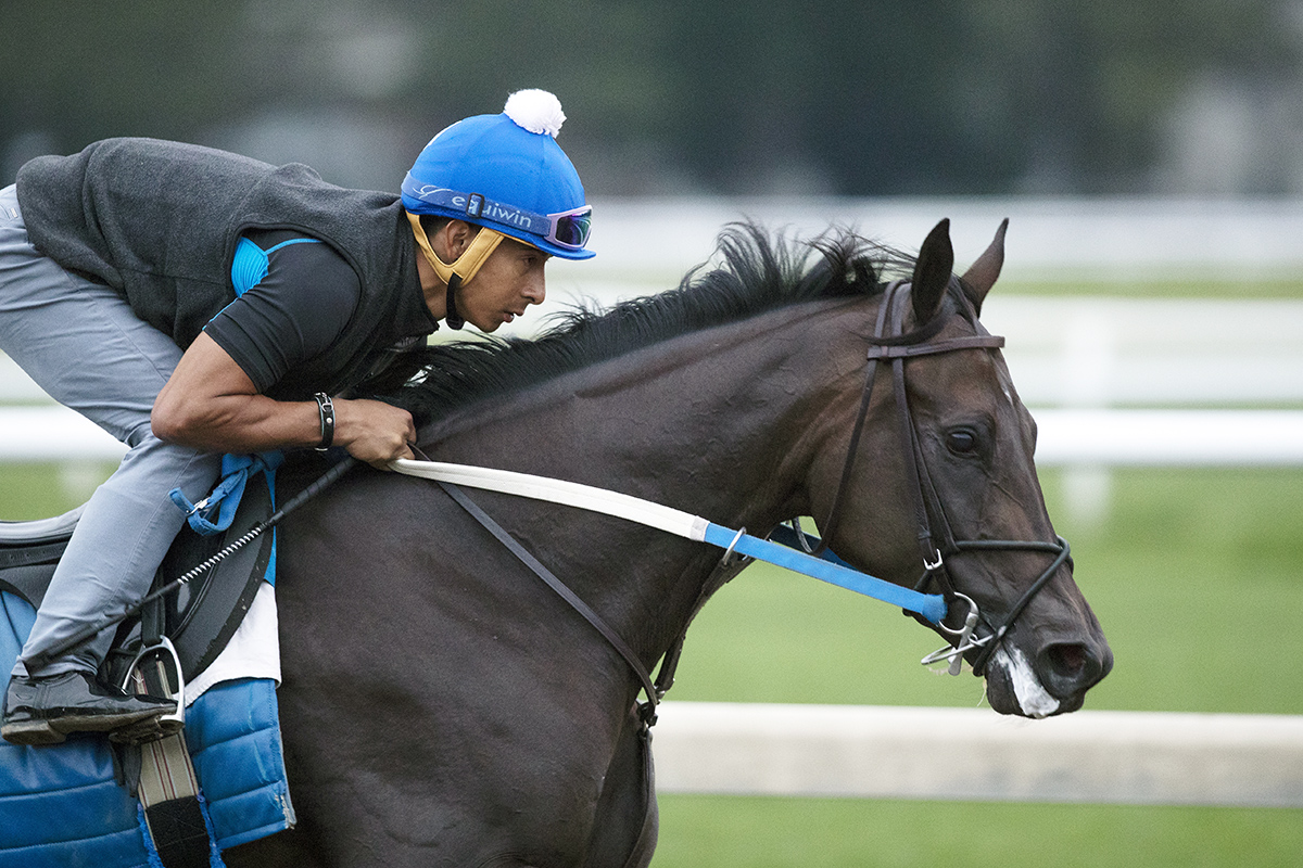 Midnight Bisou trains at Saratoga on Aug. 13