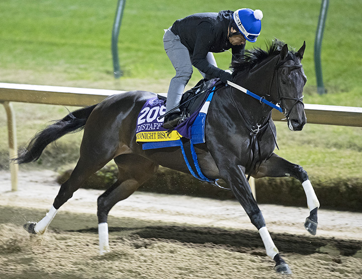 Midnight Bisou trains at Churchill on Oct. 29