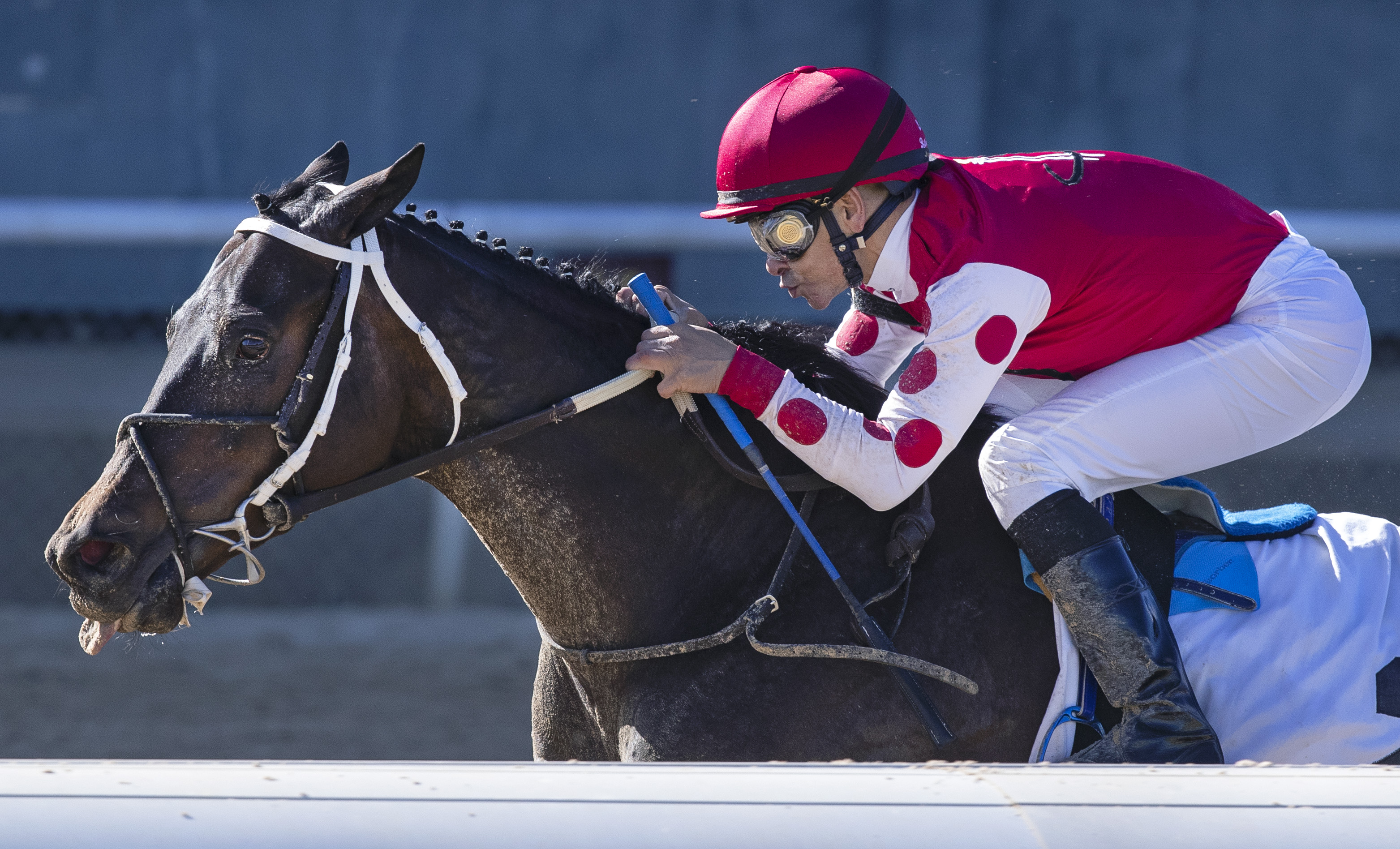 Midnight Bisou wins 2019 Azeri Stakes (Barb)