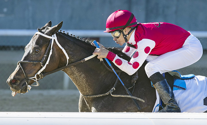 Midnight Bisou wins the 2019 Azeri