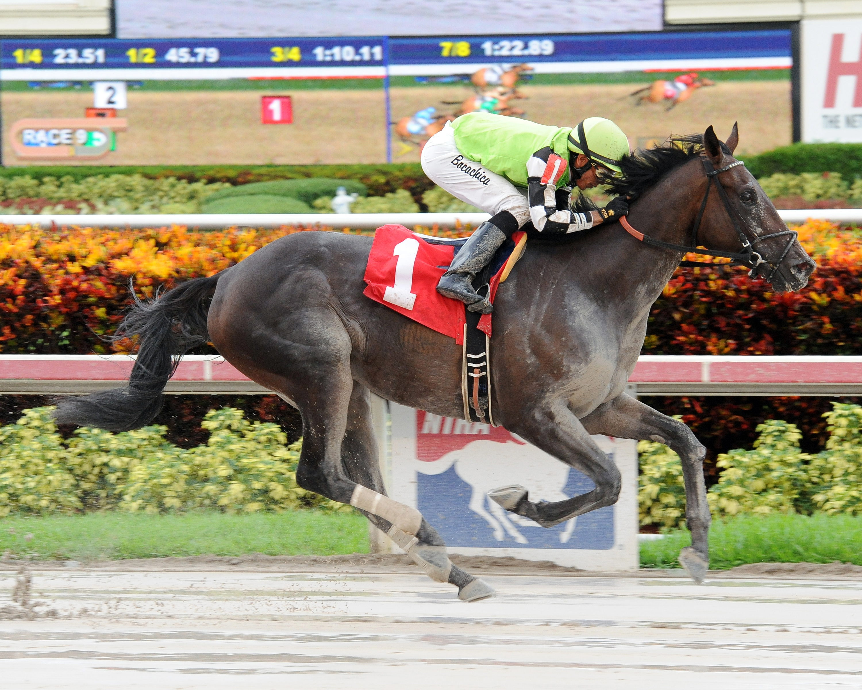Midnight Cello wins an allowance