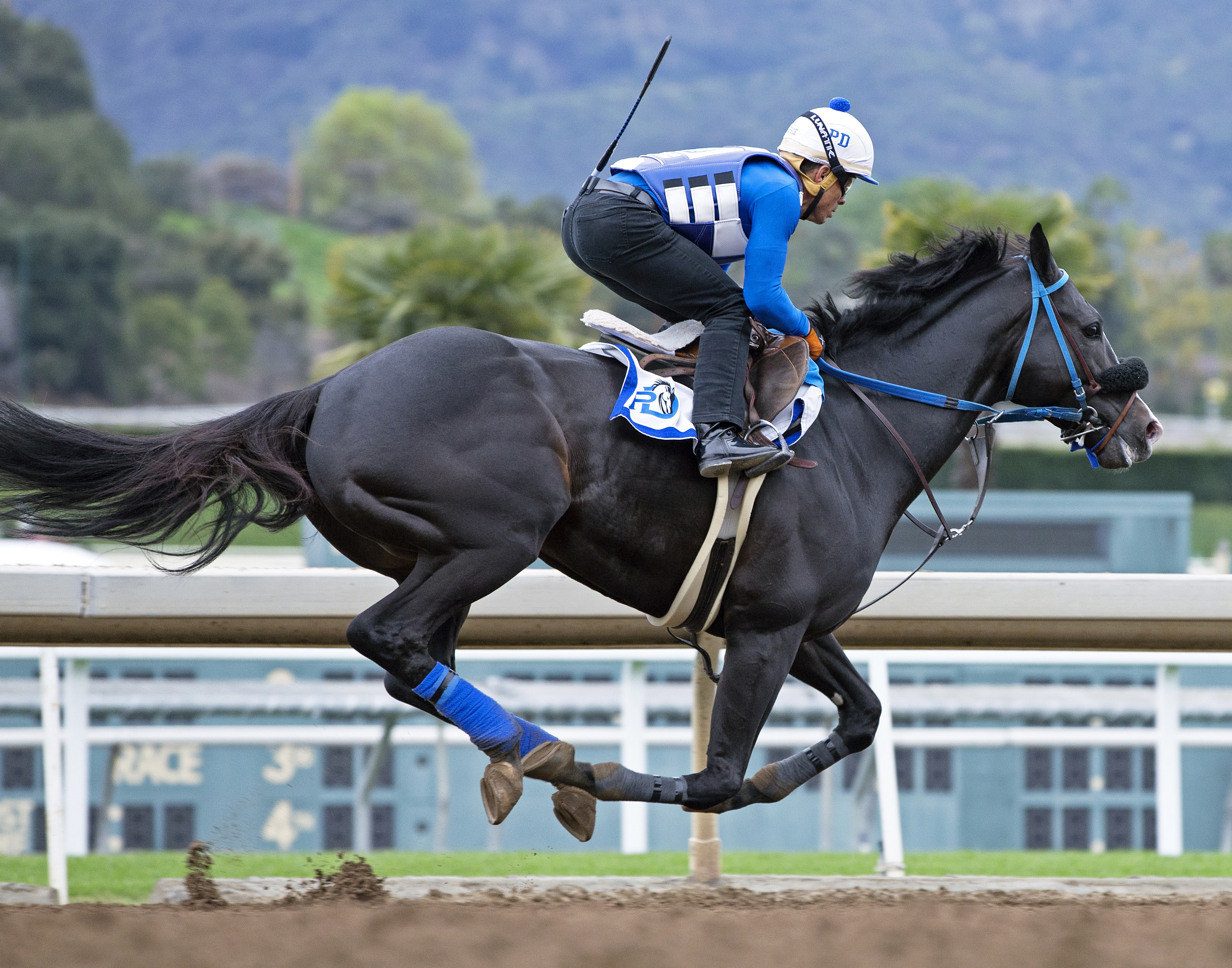 Midnight Storm trains at Santa Anita on Feb. 27