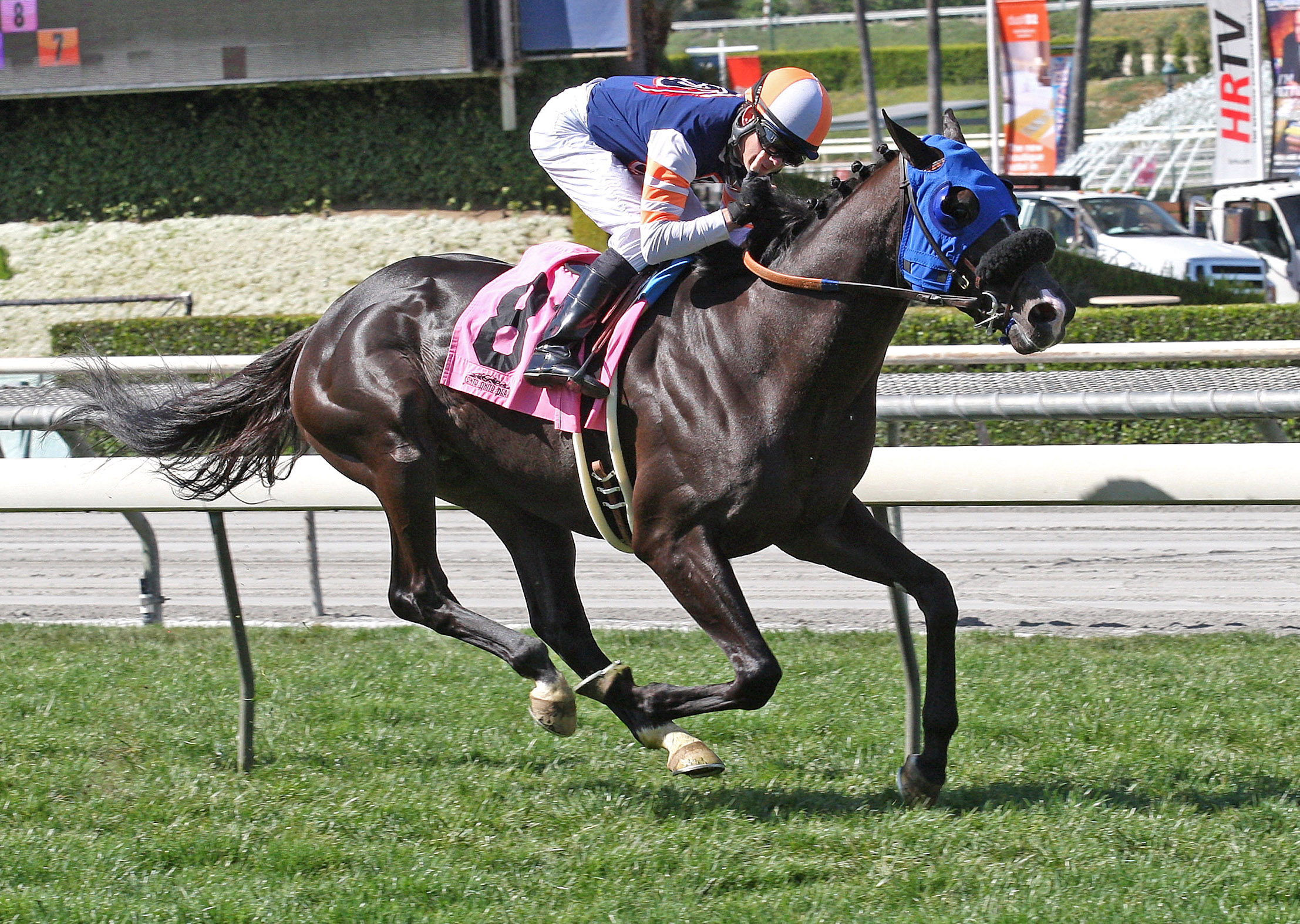 Midnight Storm wins an allowance race