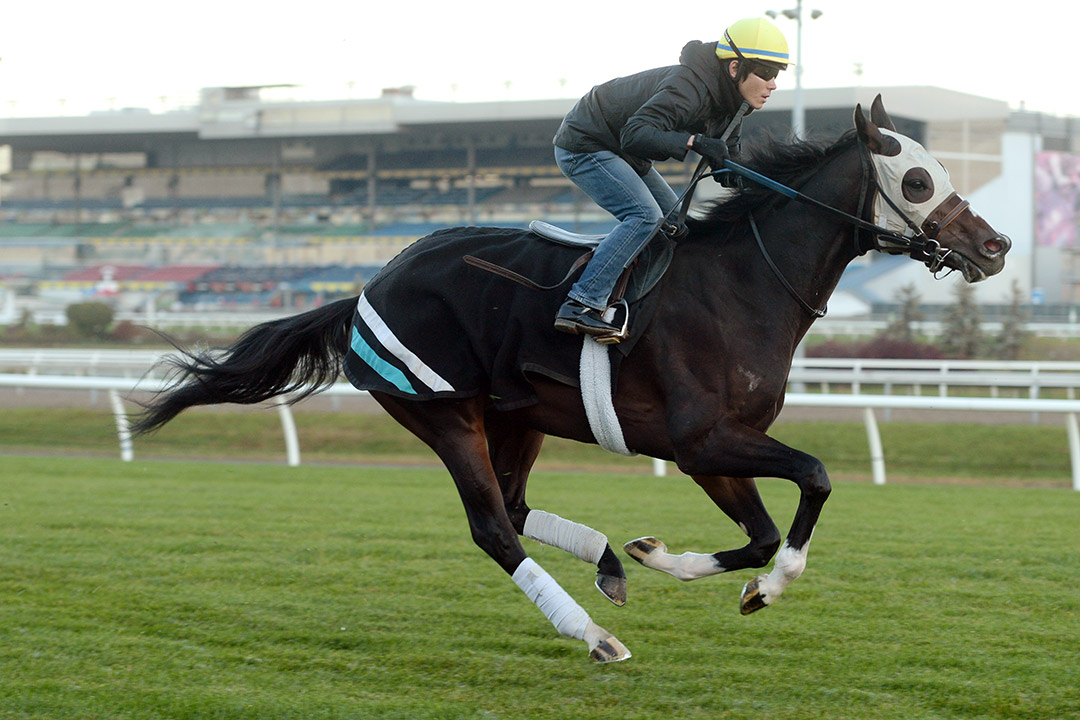 Mighty Heart trains at Woodbine Racetrack on Oct. 21