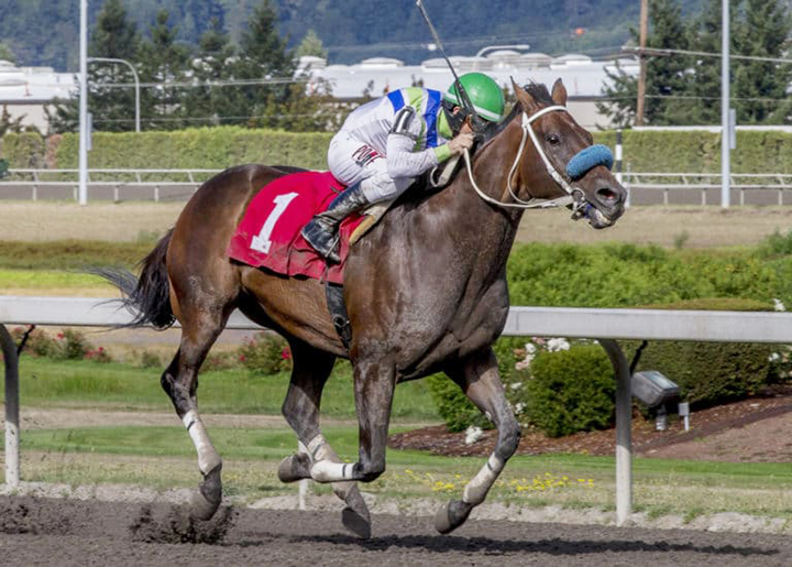 Mike Man's Gold wins a Sept. 1 claiming race at Emerald Downs