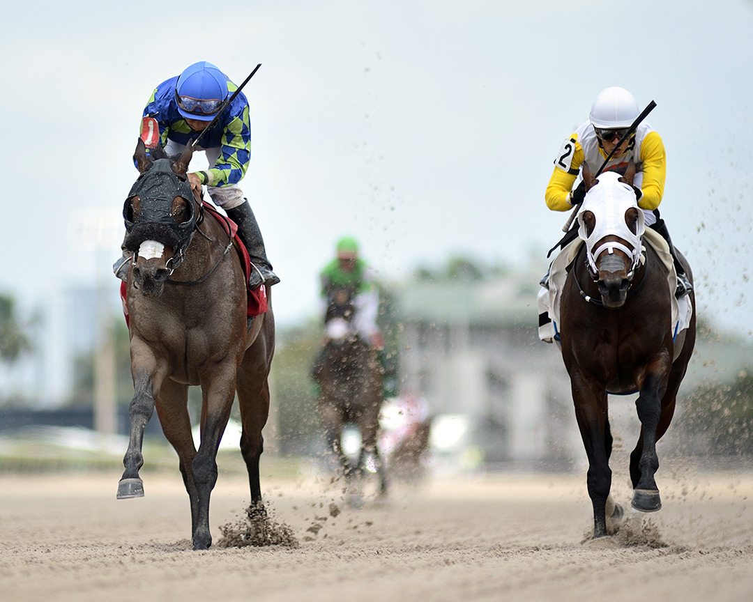 Wind of Change (right) finishes second in an April 24 optional claiming race at Gulfstream