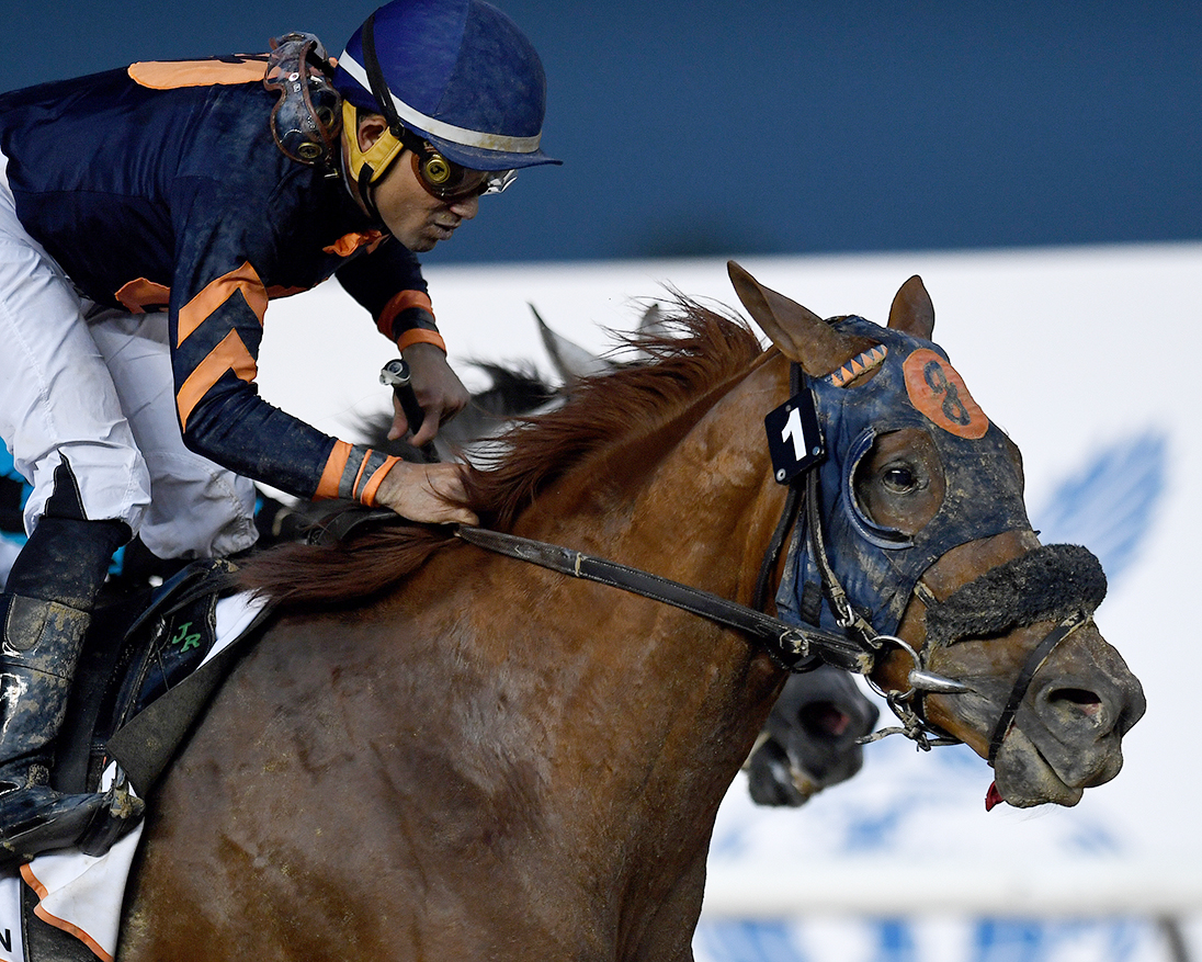 Mind Your Biscuits wins the 2018 Golden Shaheen