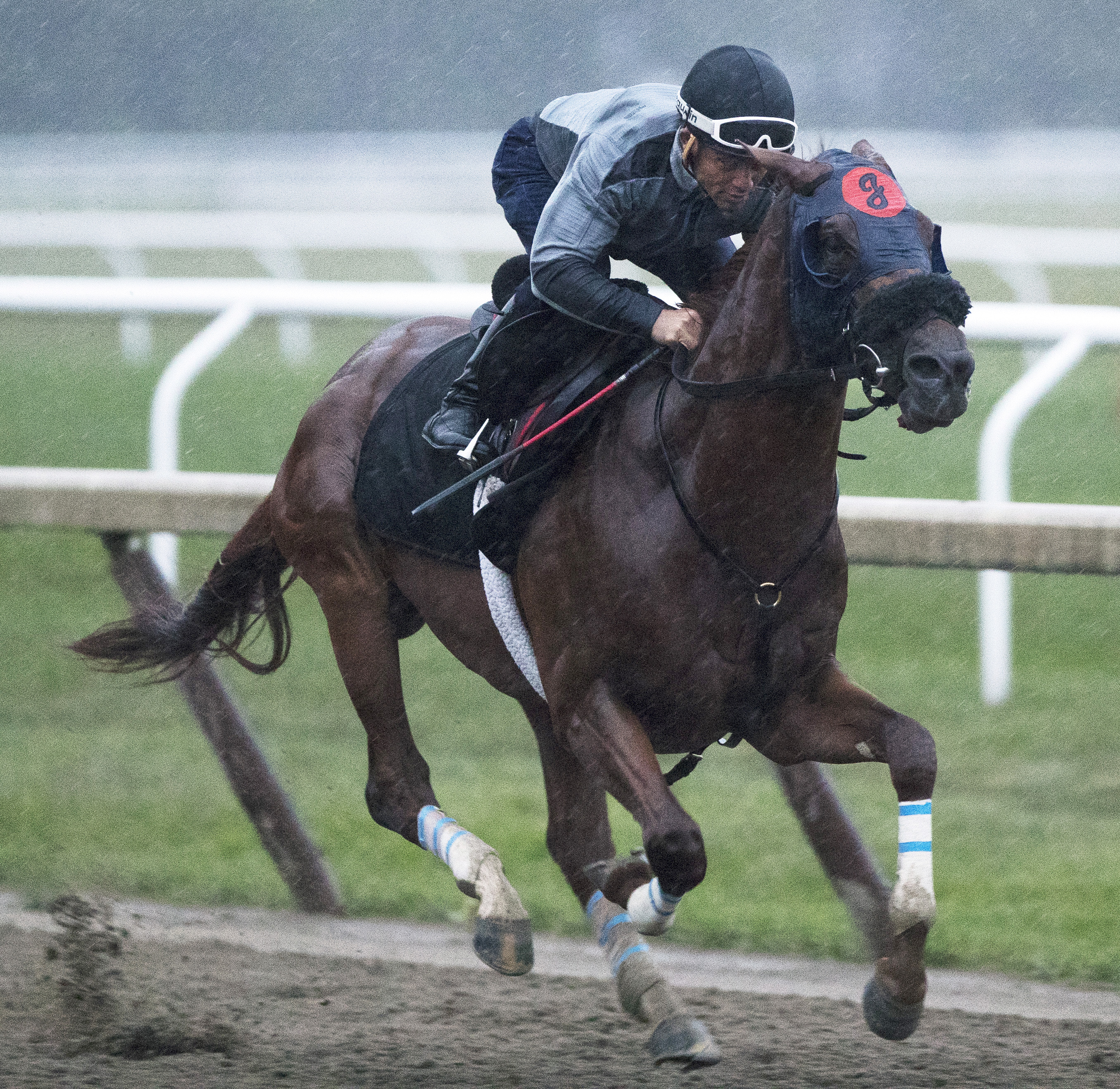 Mind Your Biscuits trains at Saratoga on Aug. 18, 2017