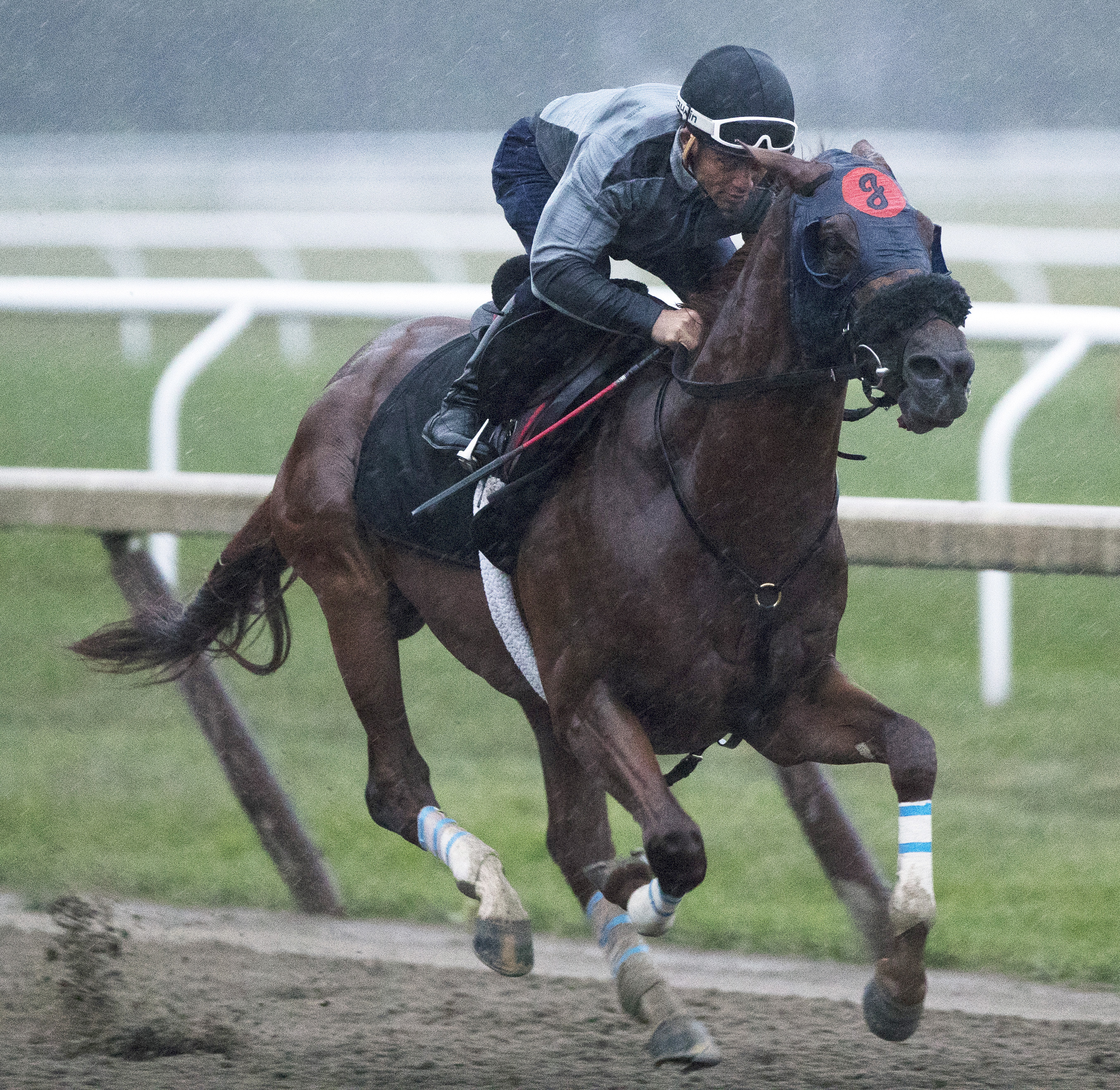 Mind Your Biscuits trains at Saratoga on Aug. 18, 2017