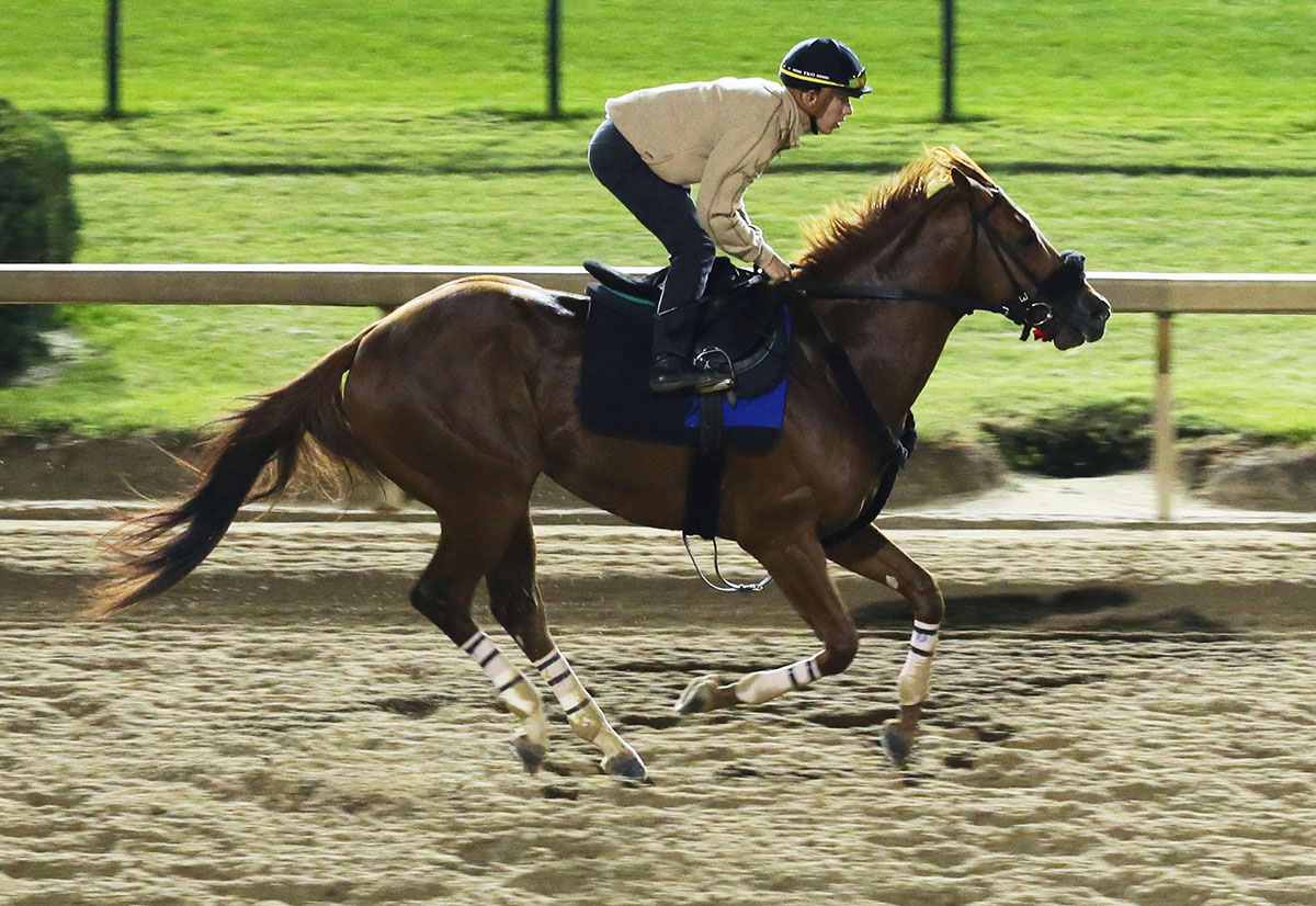 Mind Your Biscuits trains at Churchill on Sept. 21