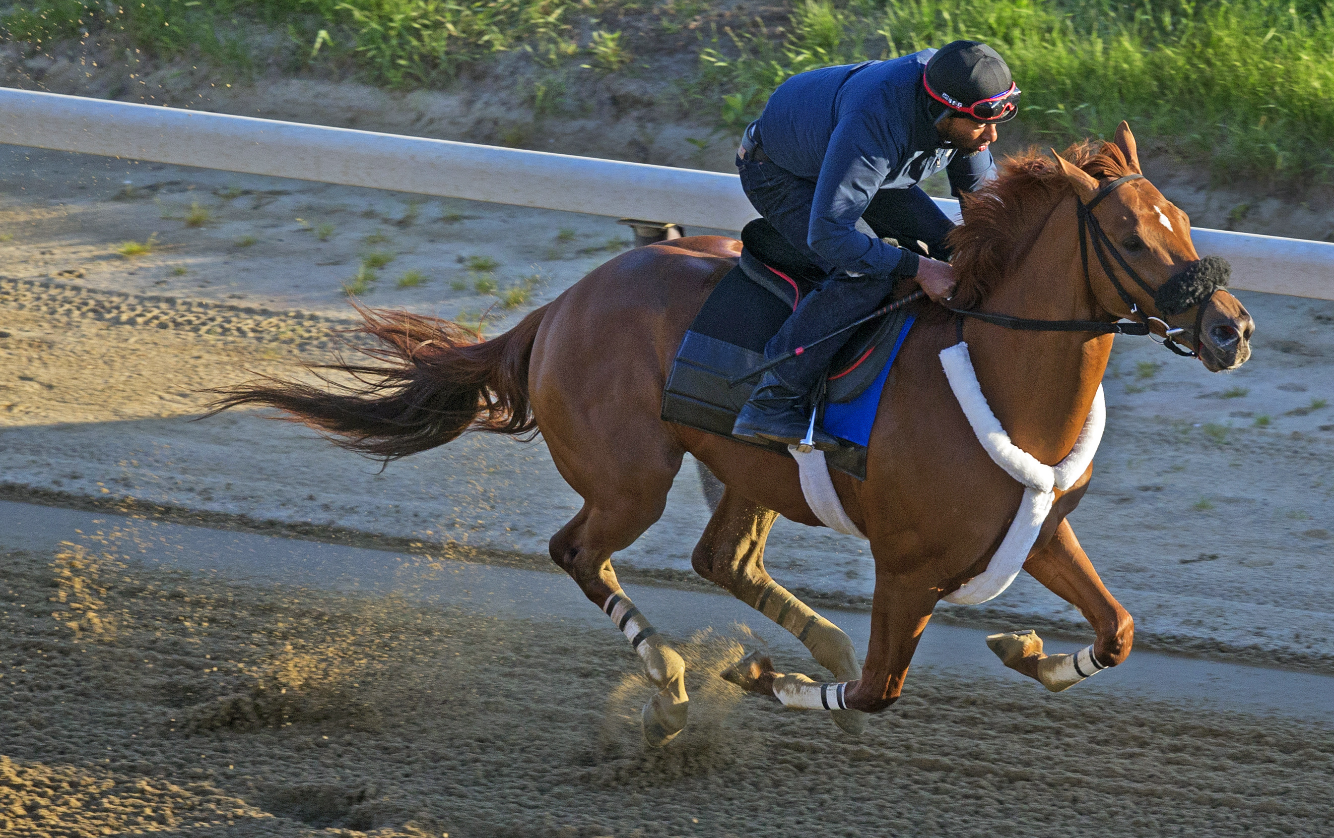 Mind Your Biscuits trains at Belmont on June 4