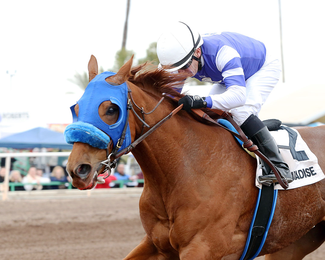 Minister of Soul wins the 2019 Phoenix Gold Cup at Turf Paradise