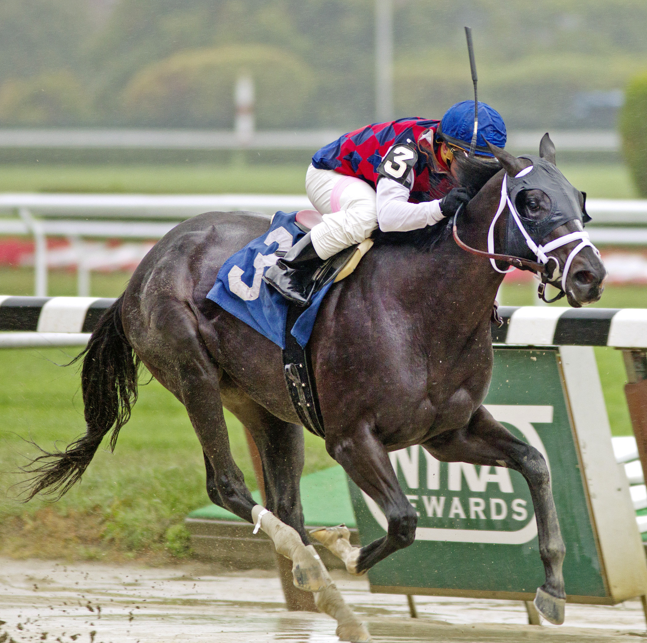 Miss Always Ready wins a maiden race