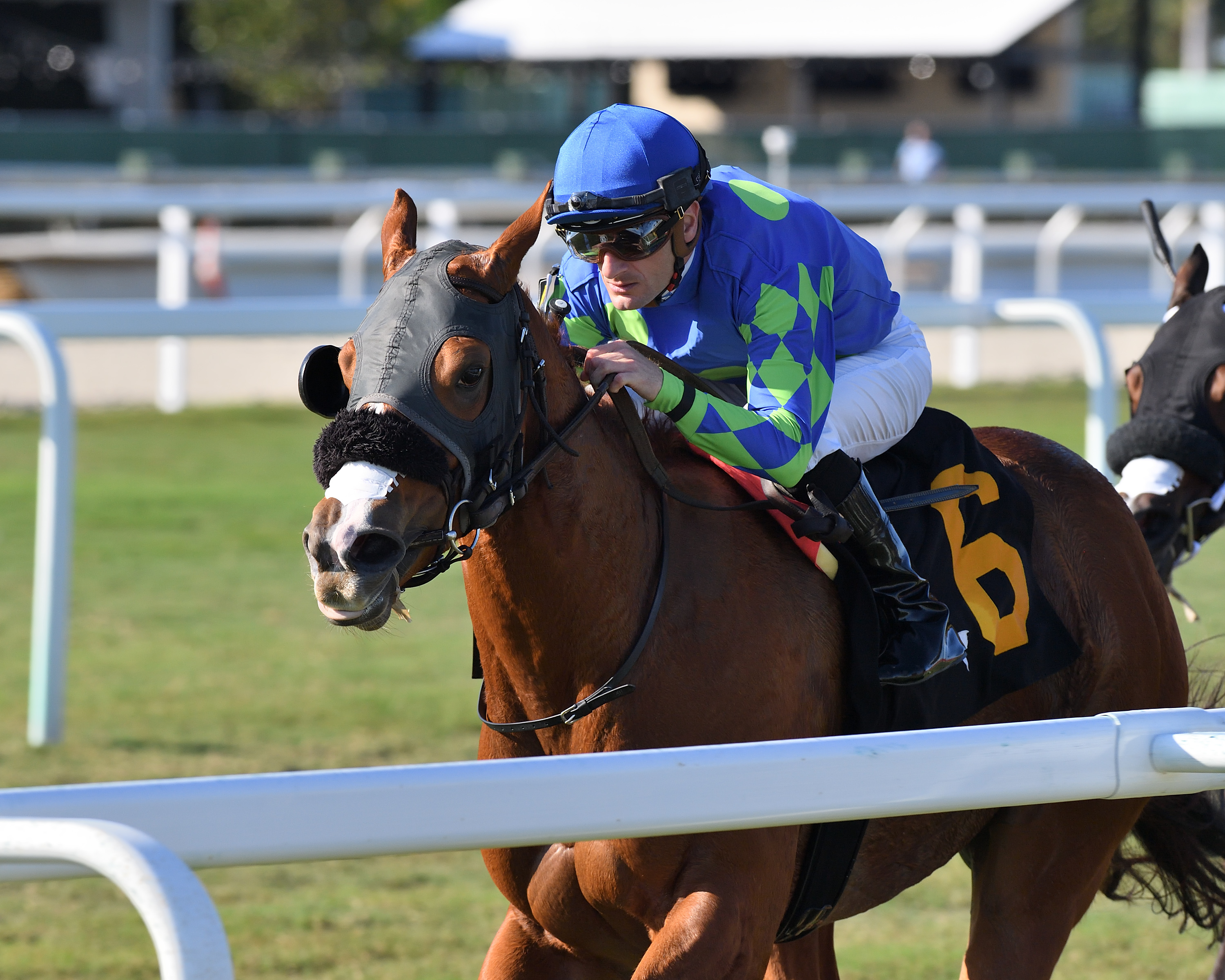 Miss Auramet wins the Ladies' Turf Sprint at Gulfstream on Feb 12 2022
