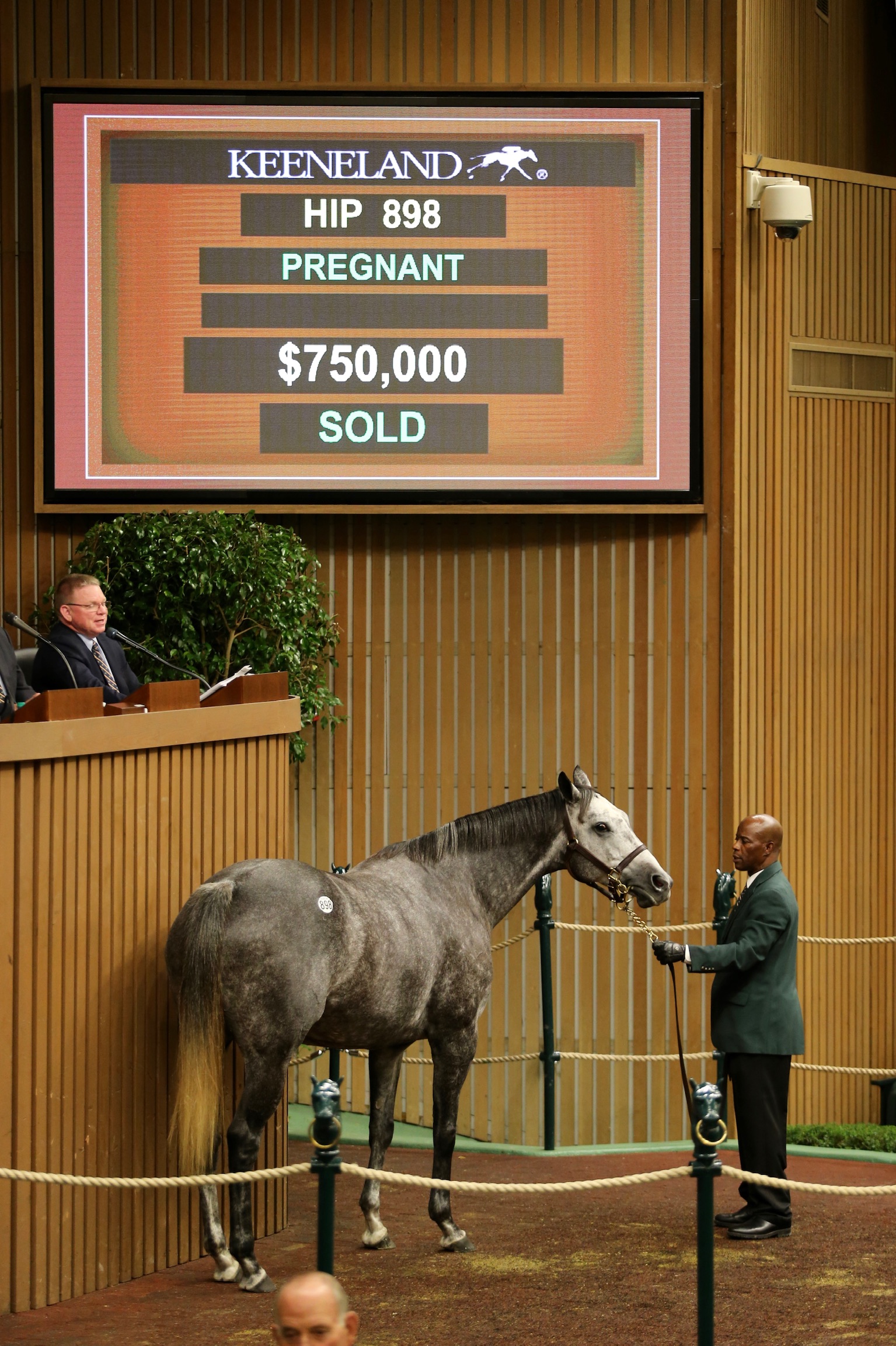 Miss Exclusive sells at the 2018 Keeneland November sale.