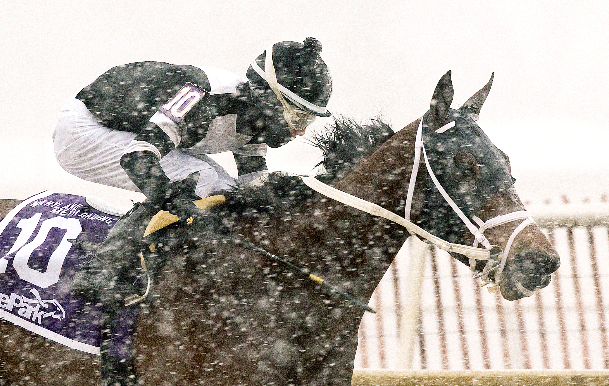 Miss Inclusive wins the Maryland Racing Media Stakes