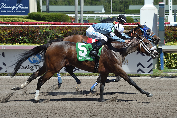 Miss Marcela and Brunette Princess dead heat in the 2019 Any Limit Stakes