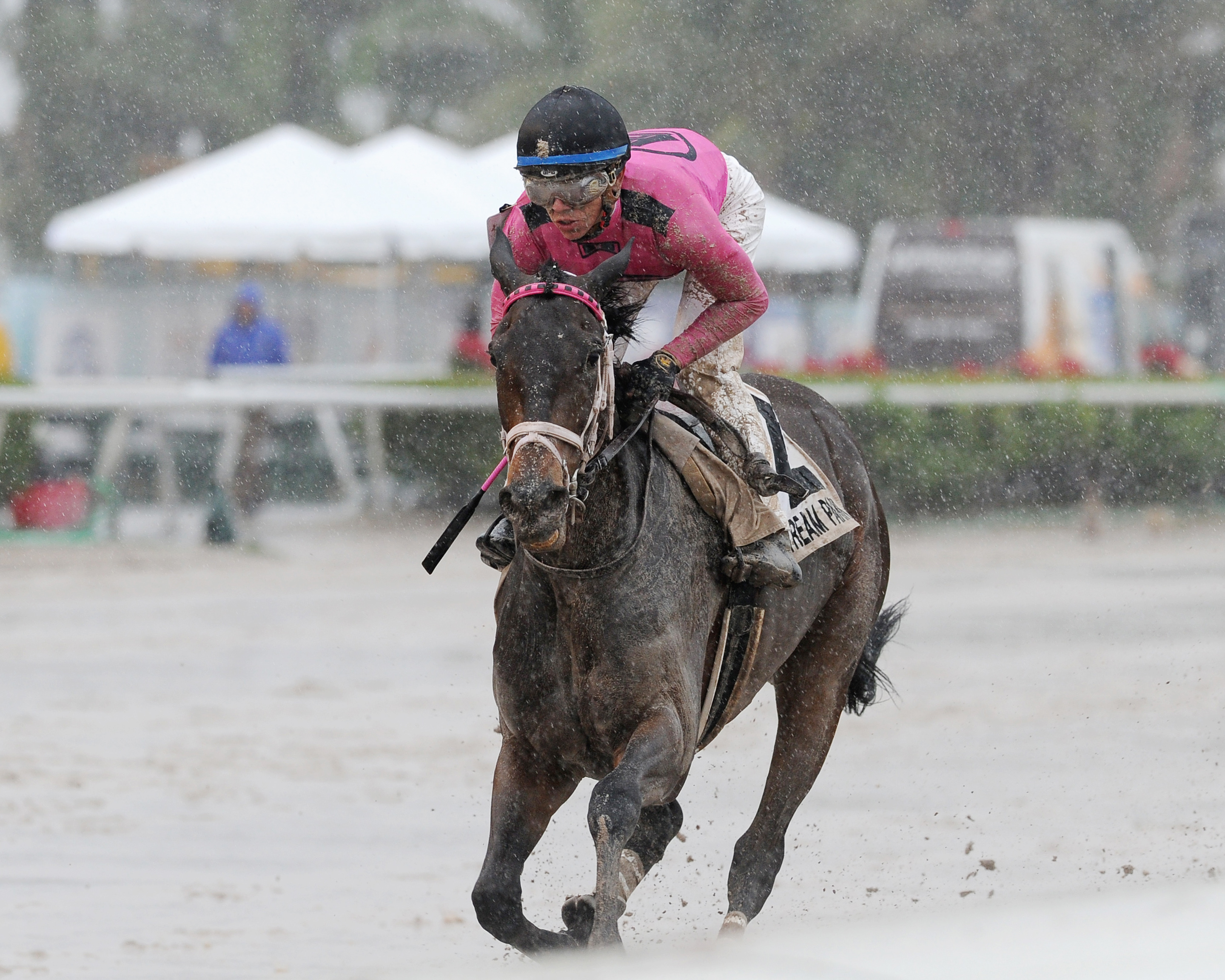 Miss Mo Mentum wins the 2017 Hut Hut Stakes