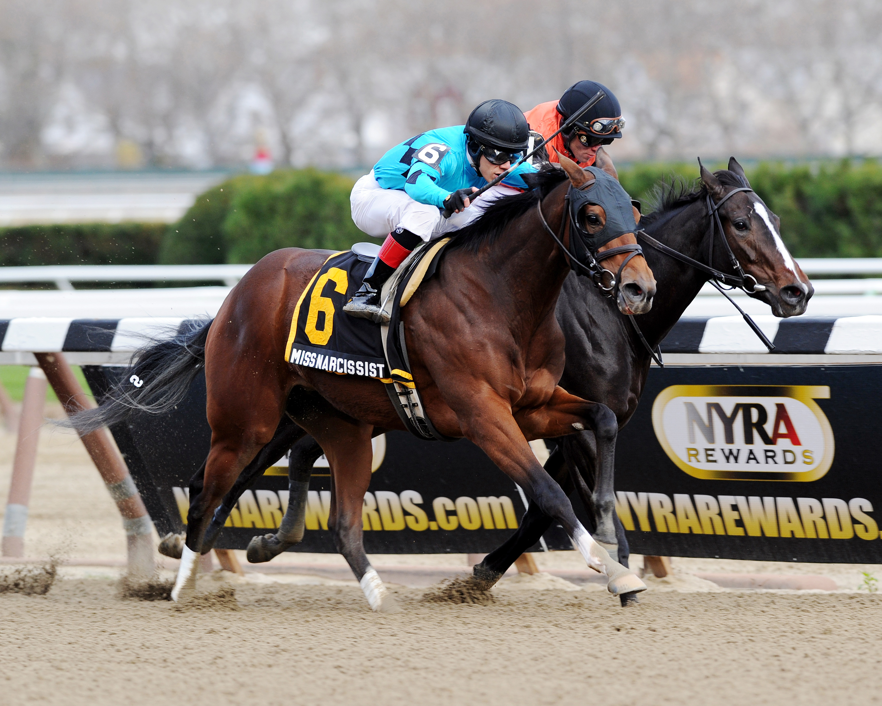 Miss Narcissist wins the Fifth Avenue Stakes