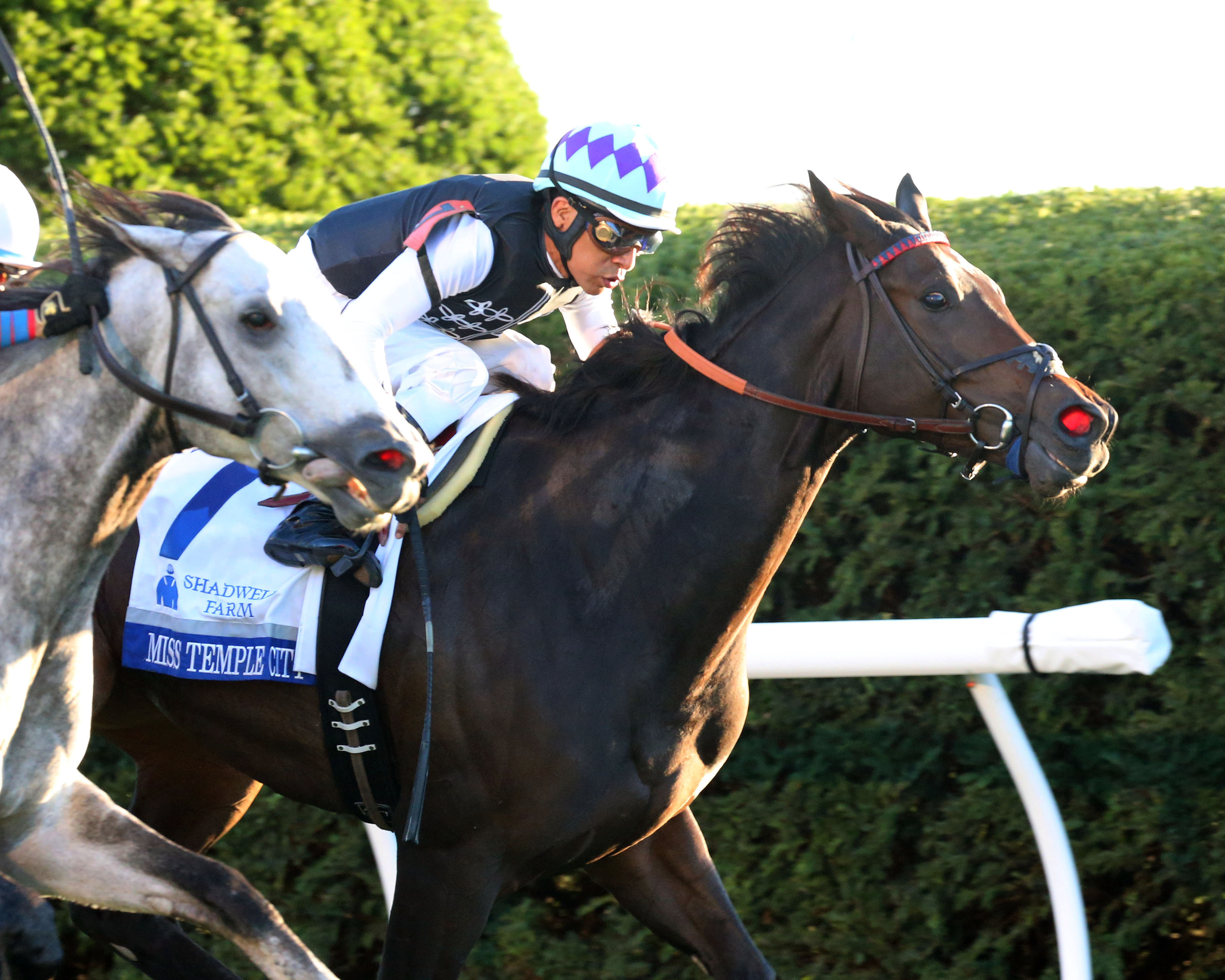 Miss Temple City wins the 2016 Shadwell Turf Mile