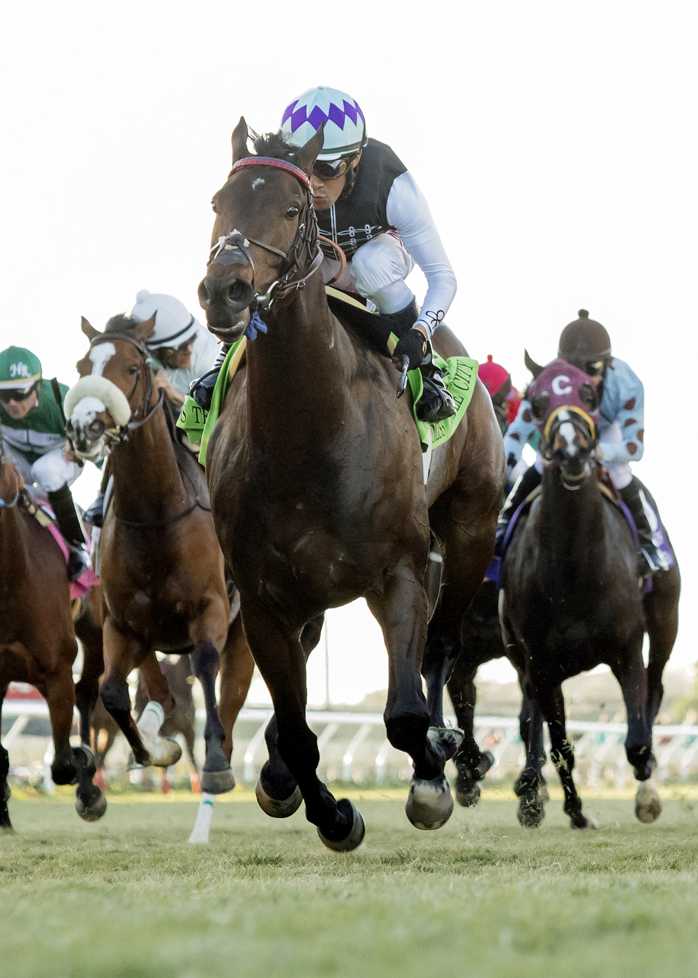 Miss Temple City wins the 2017 Matriarch Stakes