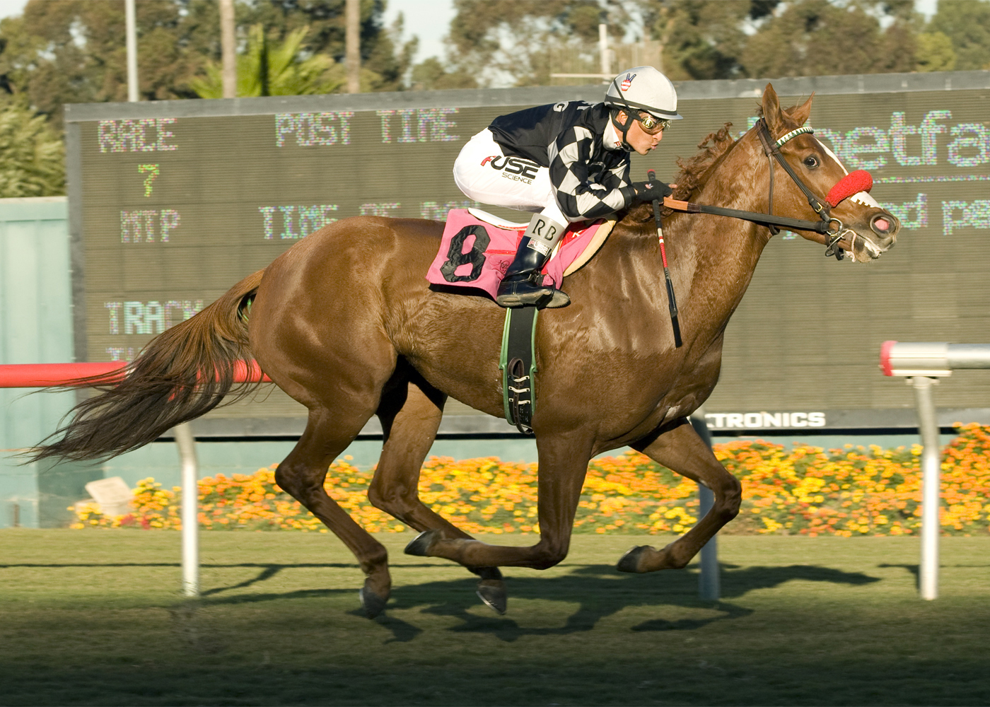 Miss Well Molded wins an allowance race
