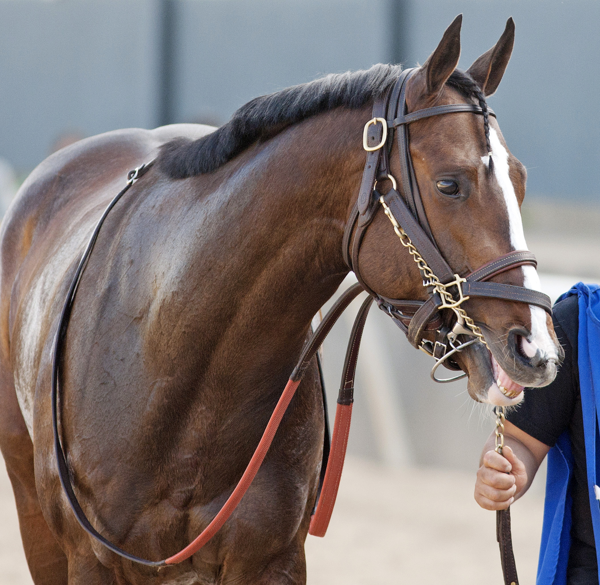 Indiana Grand: Four statebred stakes on closing day