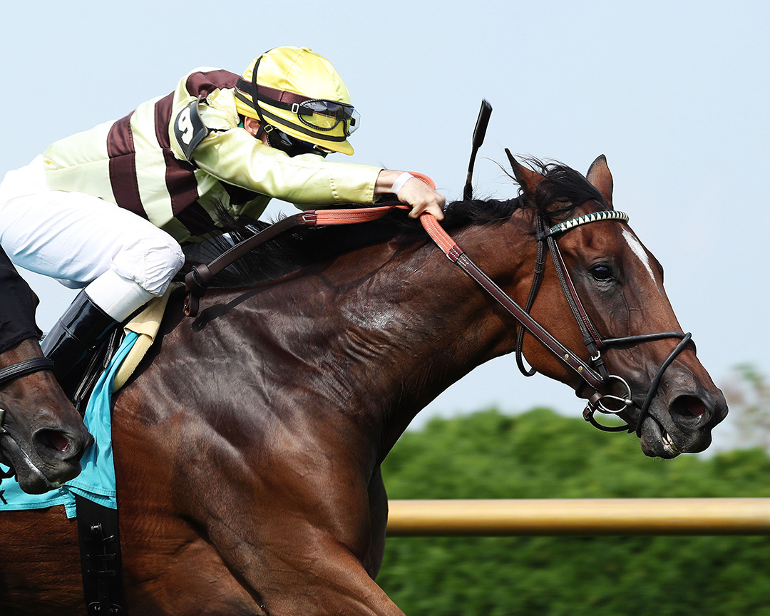 Mitchell Road wins the 2020 Ellis Park Turf Stakes at Ellis Park