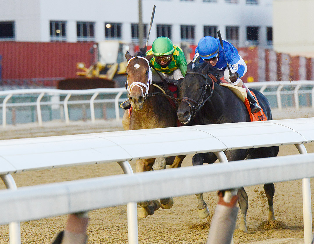Mo Donegal (left) and Zandon jostle coming down the stretch of the Remsen at Aqueduct