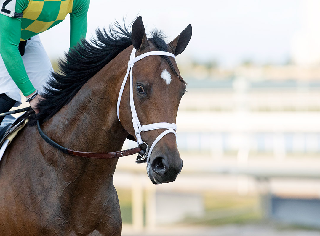 Mo Donegal on Feb. 5 at Aqueduct