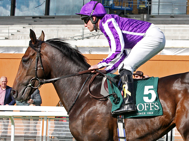 Mohawk at The Curragh on Sept. 16